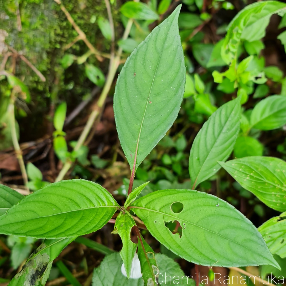 Impatiens truncata Thwaites